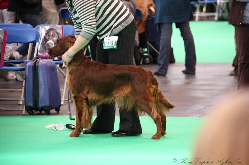 Crufts2011 634.jpg